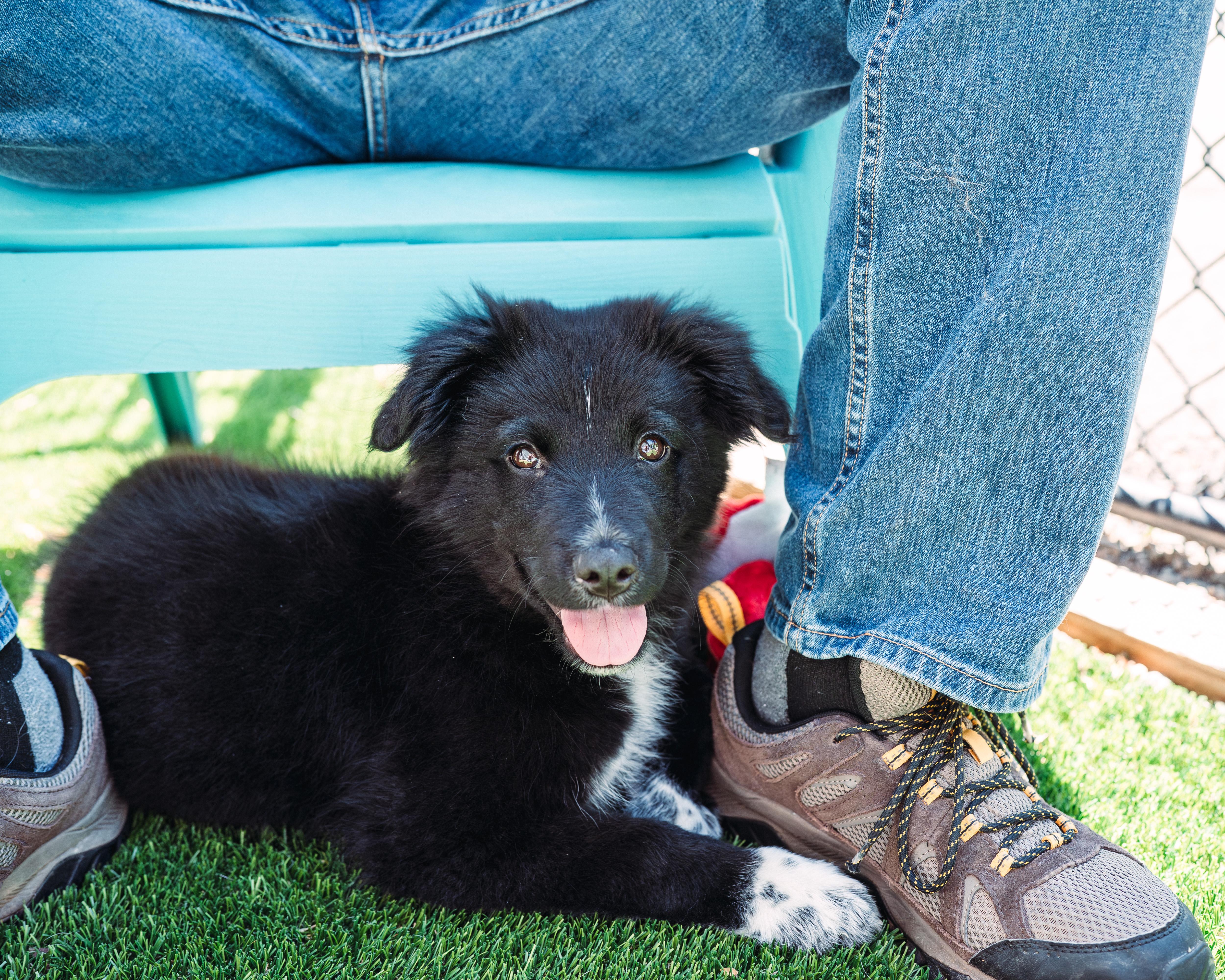 Enlarge Hudson, a ADOPTABLE mixed breed in Avon, CT image 4/6
