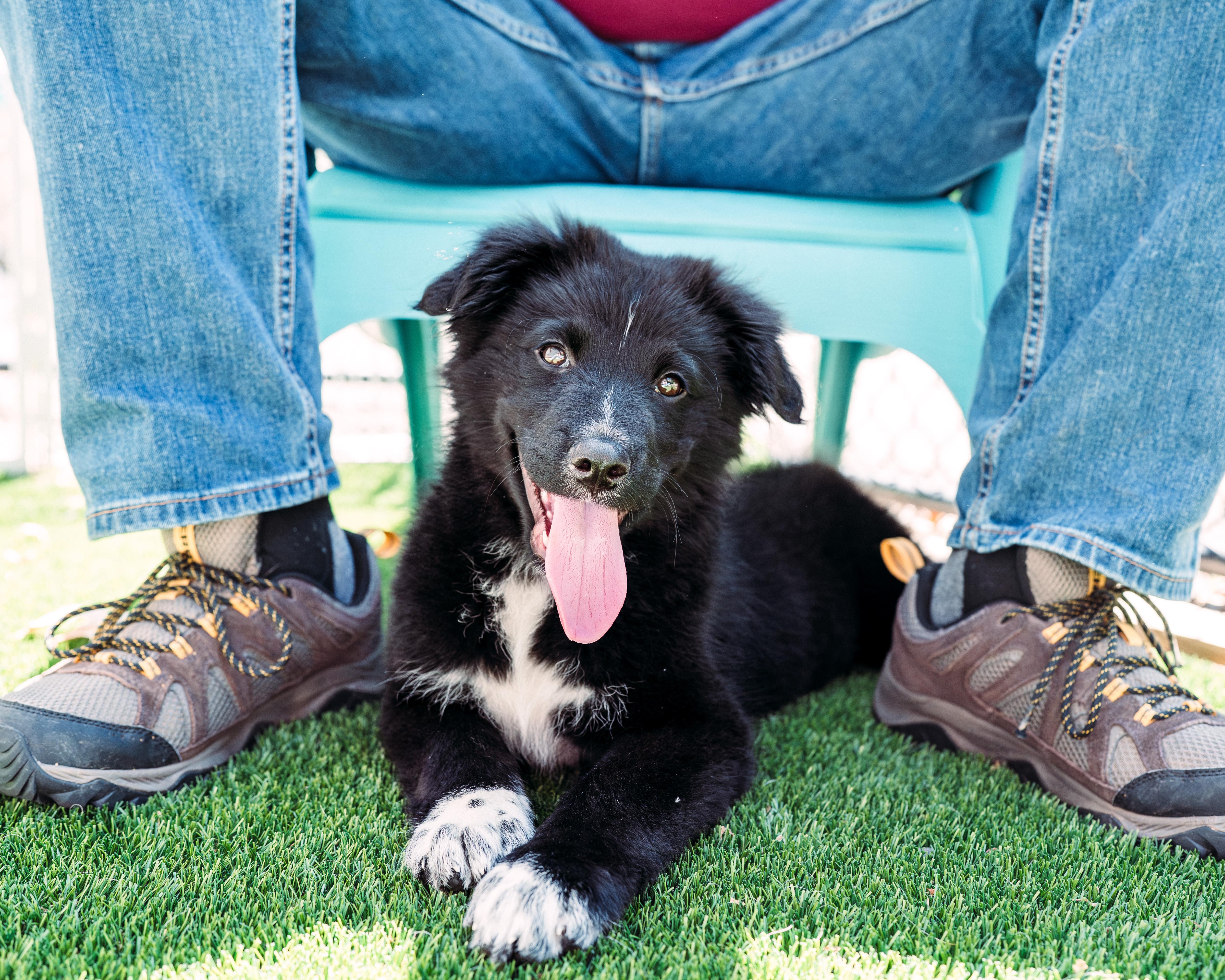 Enlarge Hudson, a ADOPTABLE mixed breed in Avon, CT image 1/6