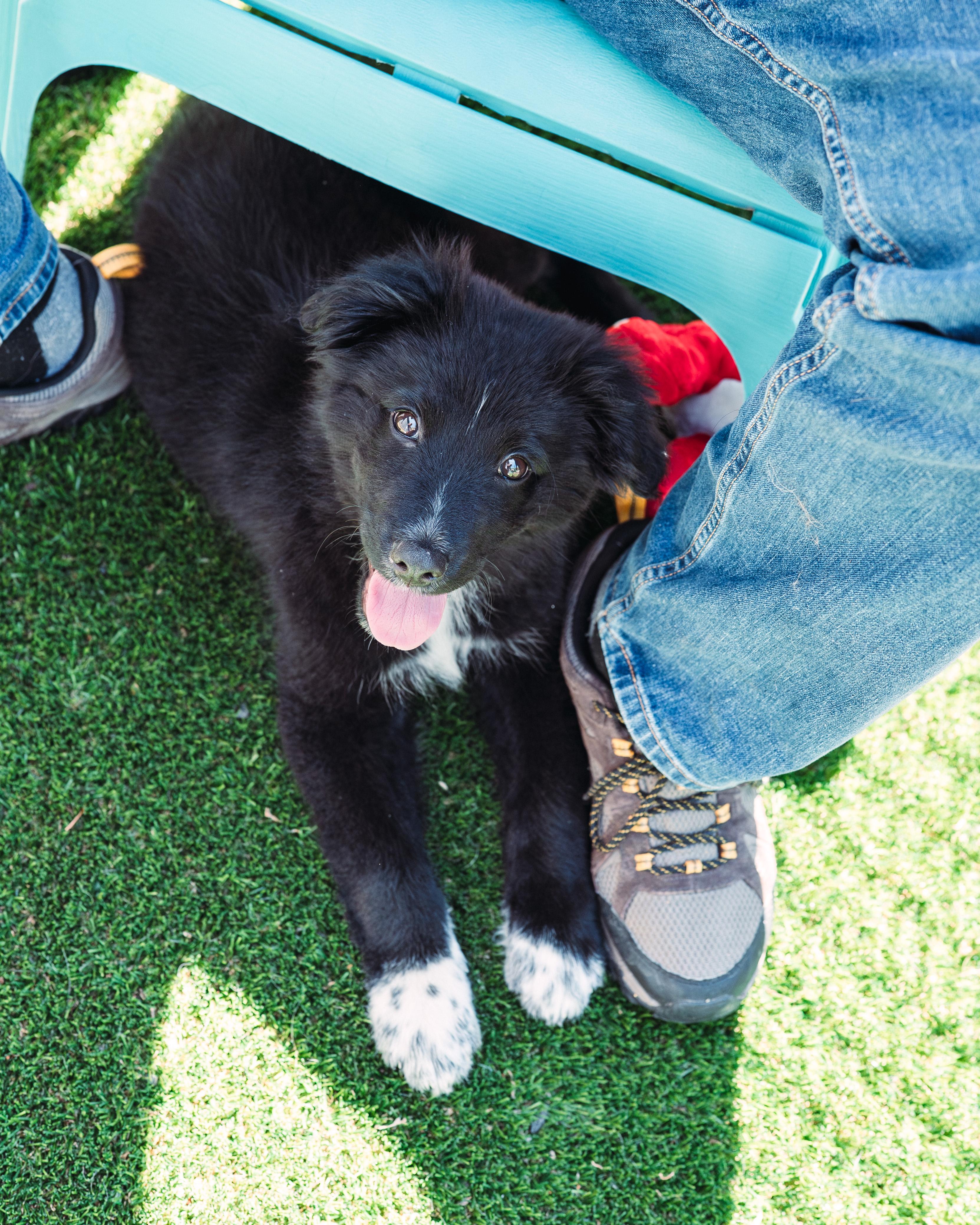 Enlarge Hudson, a ADOPTABLE mixed breed in Avon, CT image 3/6