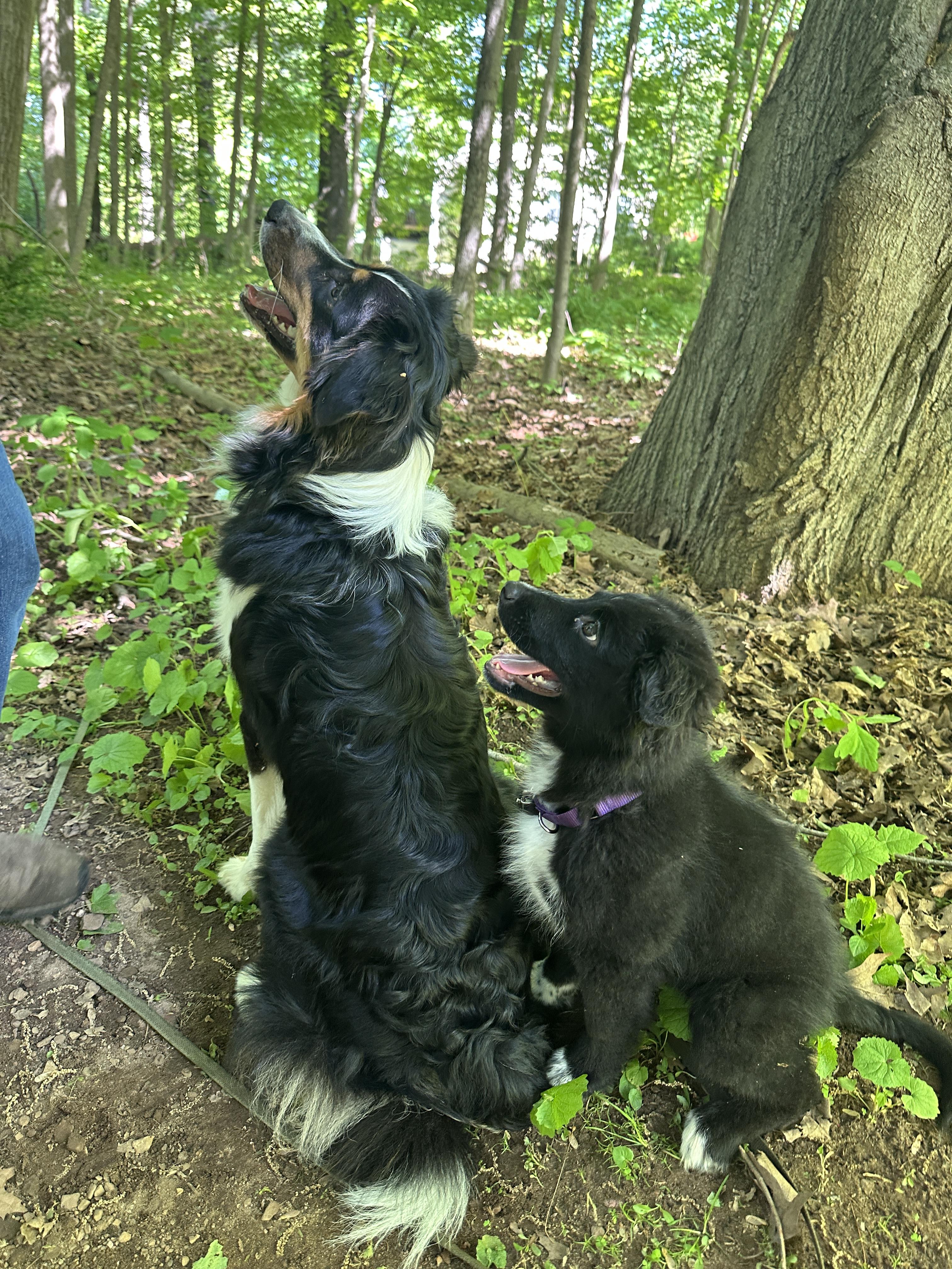 Enlarge Hudson, a ADOPTABLE mixed breed in Avon, CT image 5/6