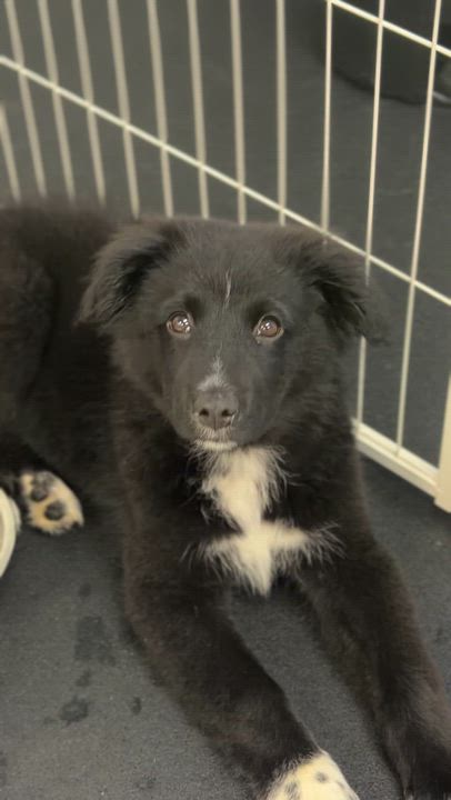 Enlarge Hudson, a ADOPTABLE mixed breed in Avon, CT video 2/6