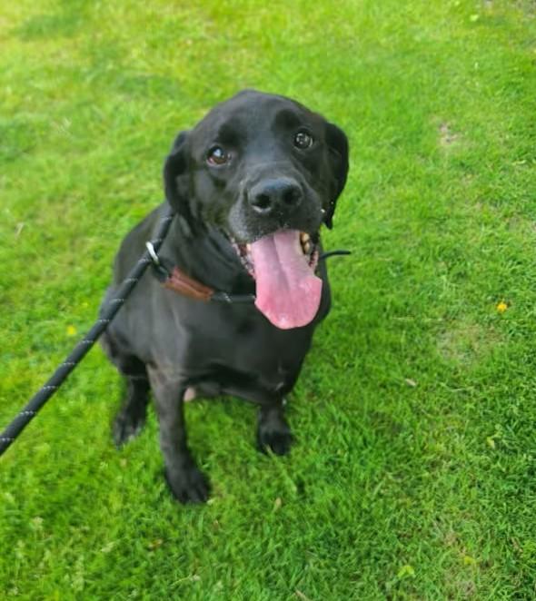 Enlarge Pretty-Adopted, an adopted Labrador Retriever in Detroit, MI image 1/4