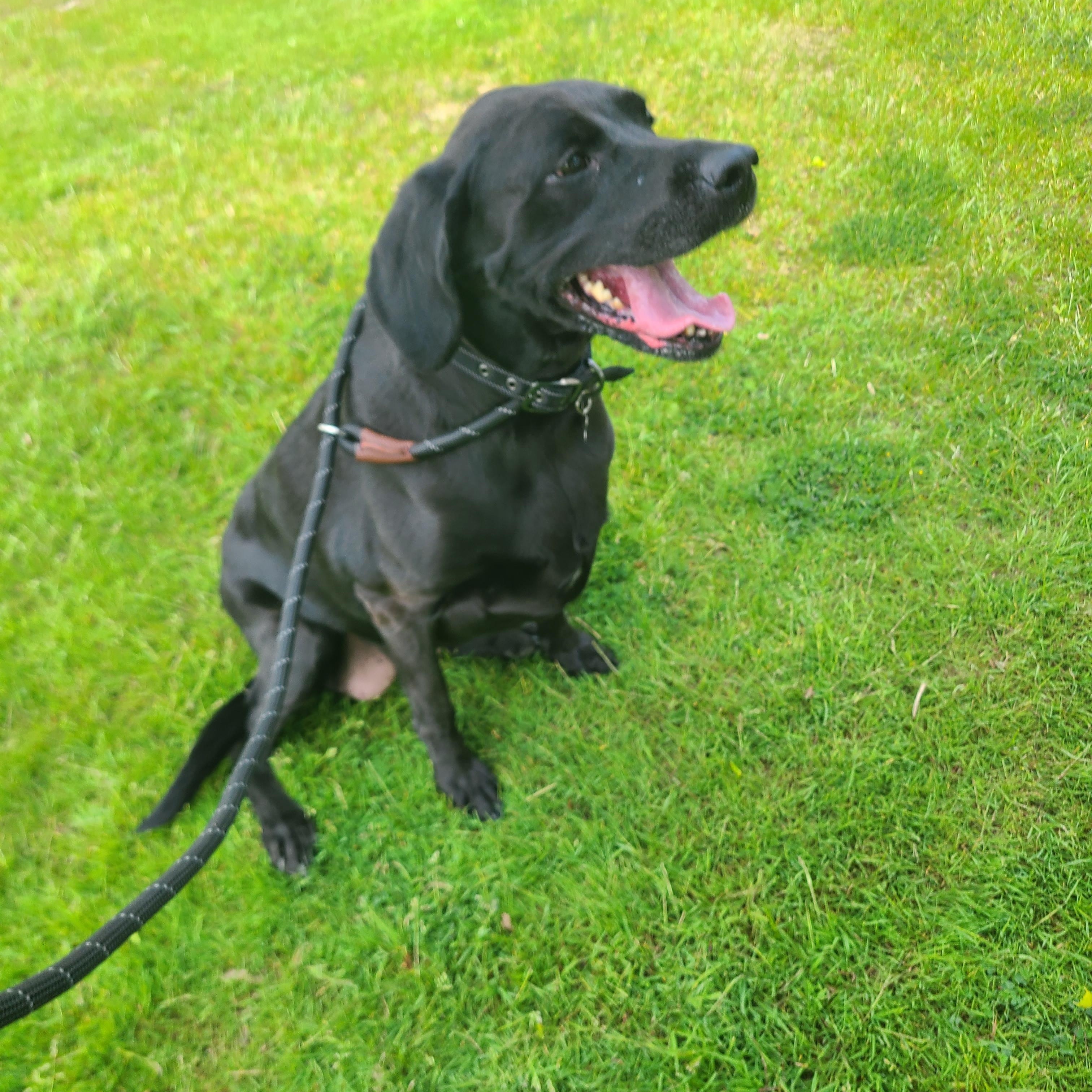 Enlarge Pretty-Adopted, an adopted Labrador Retriever in Detroit, MI image 3/4