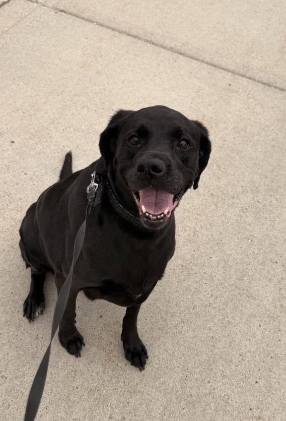 Enlarge Pretty-Adopted, an adopted Labrador Retriever in Detroit, MI image 2/4