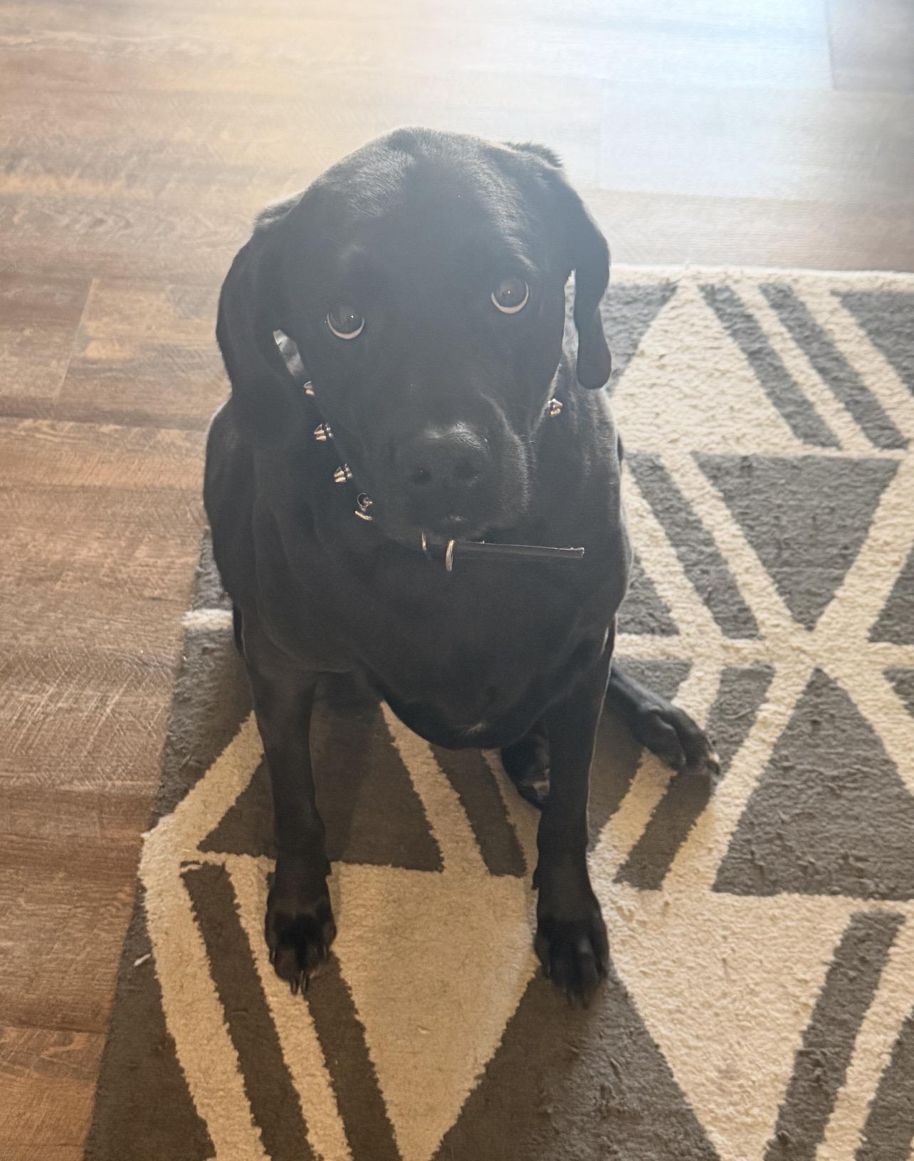 Enlarge Pretty-Adopted, an adopted Labrador Retriever in Detroit, MI image 4/4