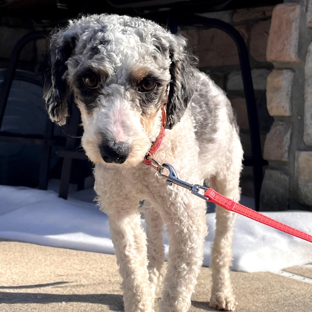 Celine (CeCe), Adoptable, Adult Female Poodle & Bernese Mountain Dog.