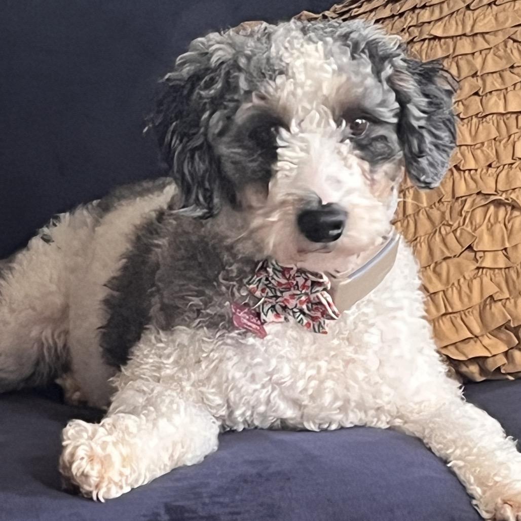 Enlarge Celine (CeCe), a Adoptable mixed breed in Sinking Spring, PA image 2/6