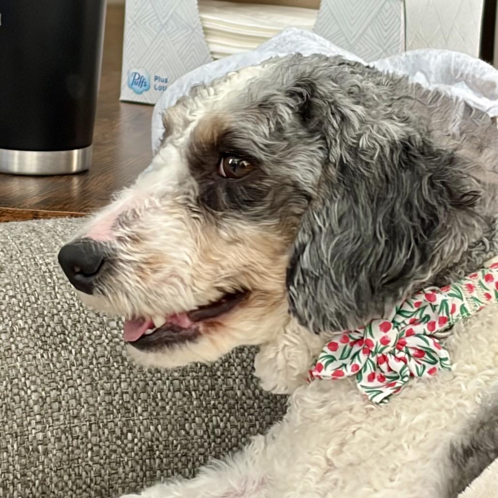 Enlarge Celine (CeCe), a Adoptable mixed breed in Sinking Spring, PA image 3/6