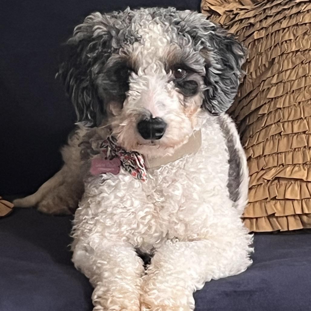 Enlarge Celine (CeCe), a Adoptable mixed breed in Sinking Spring, PA image 5/6