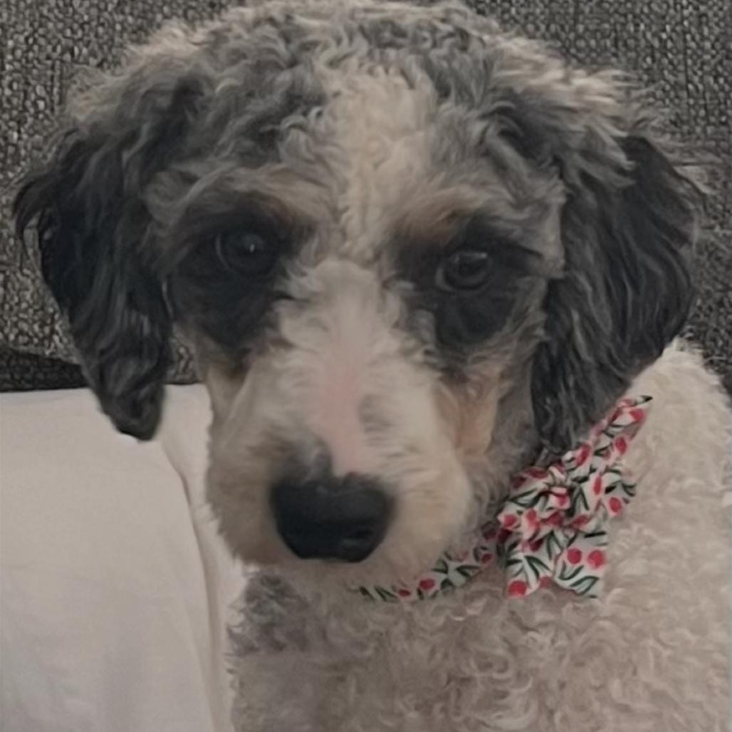 Enlarge Celine (CeCe), a Adoptable mixed breed in Sinking Spring, PA image 6/6