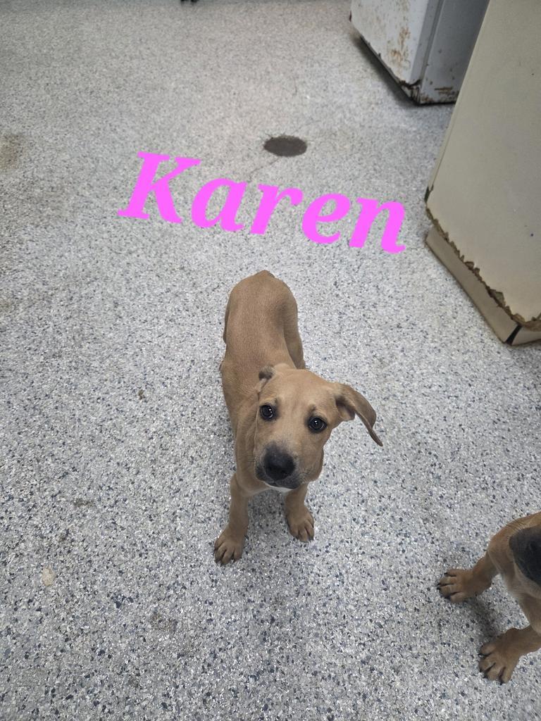 Karen, Adoptable, Puppy Female Hound & Labrador Retriever.