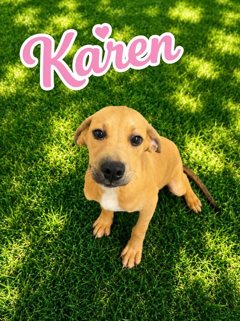 Enlarge Karen, a Adoptable mixed breed in Livingston, LA image 2/2