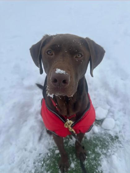 Banksy, a ADOPTABLE Labrador Retriever in Downers Grove, IL image 1/3