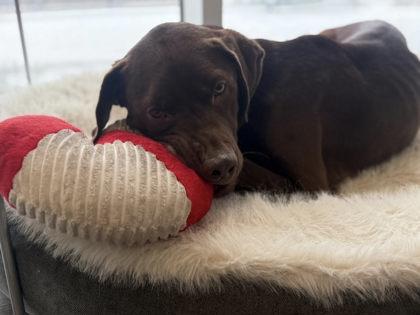 Banksy, a ADOPTABLE Labrador Retriever in Downers Grove, IL image 2/3