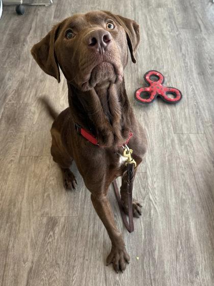 Banksy, a ADOPTABLE Labrador Retriever in Downers Grove, IL image 3/3