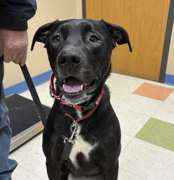 Toby, Adoptable, Adult Male Pit Bull Terrier & Labrador Retriever.