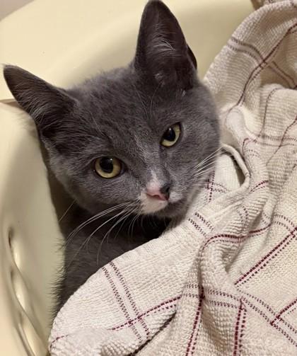 Poppy, Adoptable, Young Female Domestic Short Hair & Domestic Short Hair.
