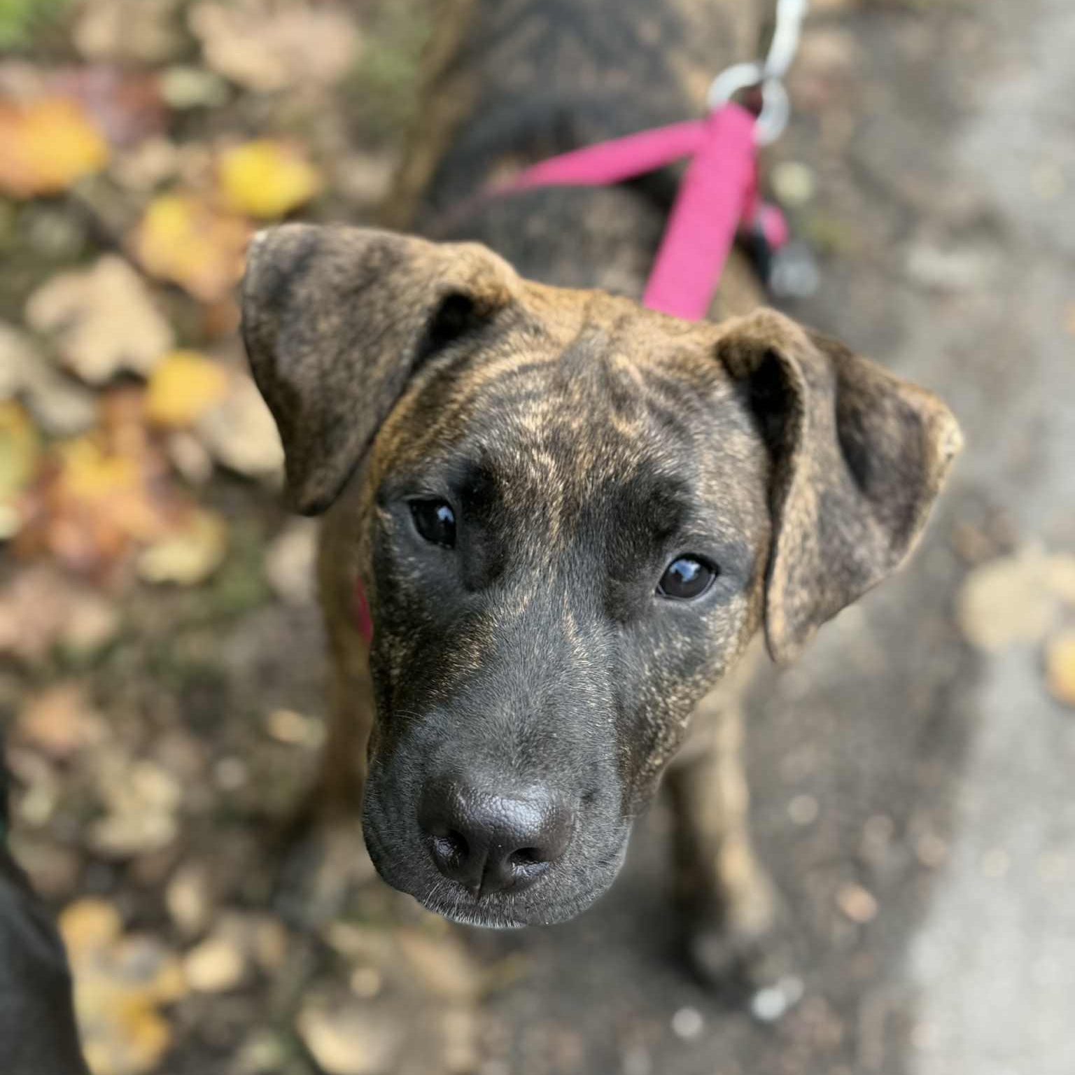 LADYSMITH, a Adoptable mixed breed in Evansville, WI image 1/2