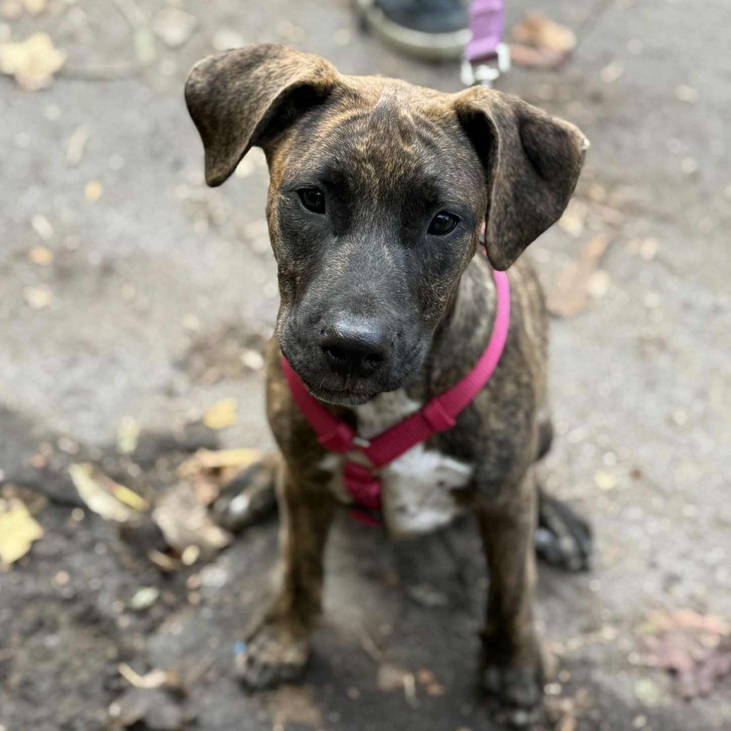 LADYSMITH, a Adoptable mixed breed in Evansville, WI image 2/2