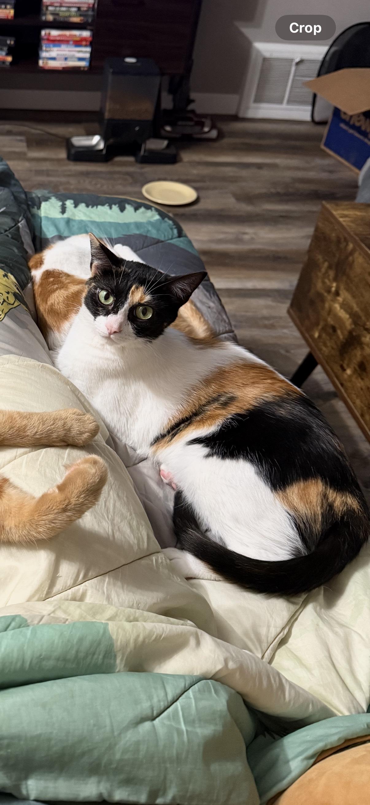 Enlarge Rocky Road, a Adoptable mixed breed in Roseville, MN image 1/5