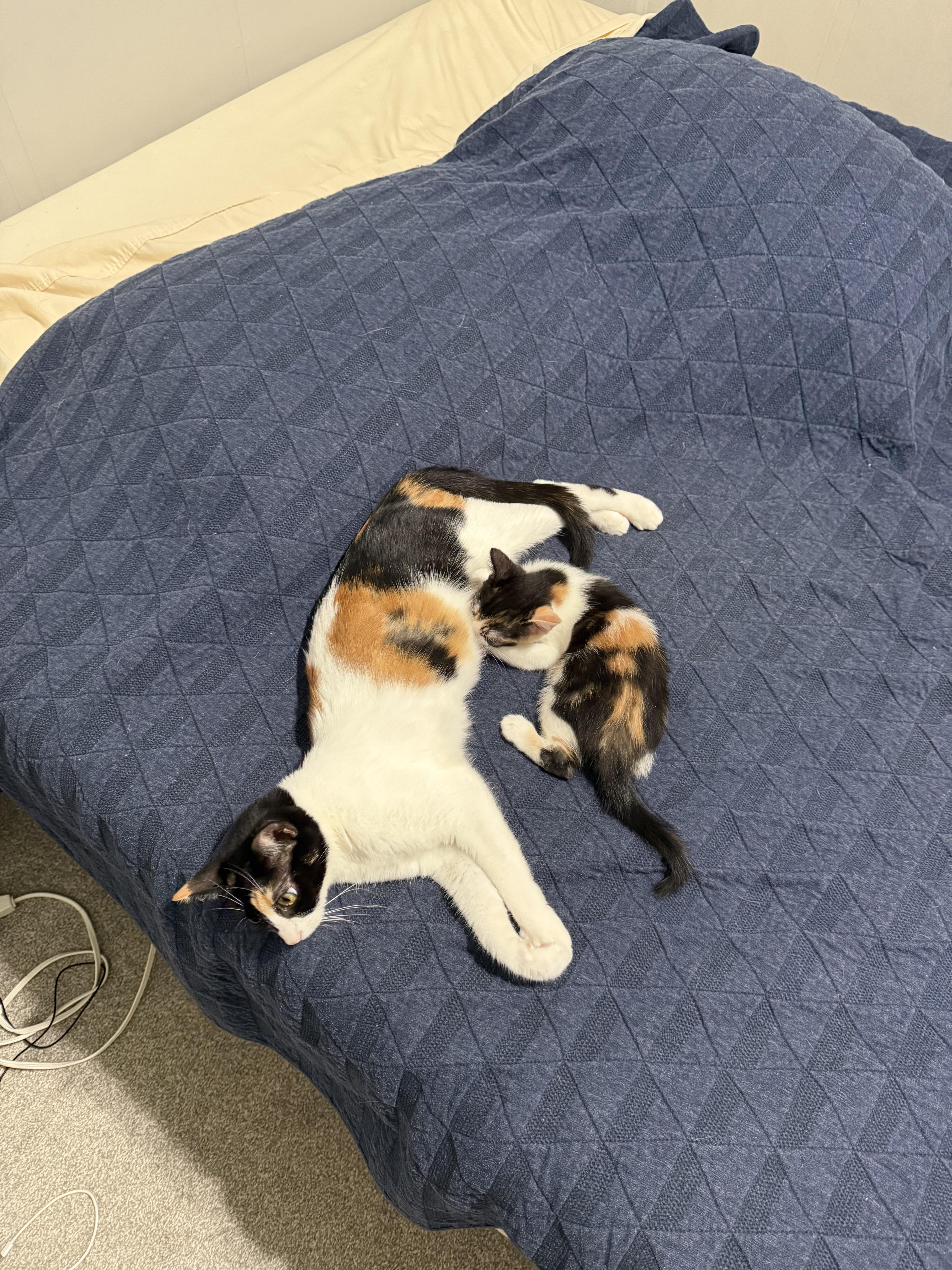 Enlarge Rocky Road, a Adoptable mixed breed in Roseville, MN image 2/5