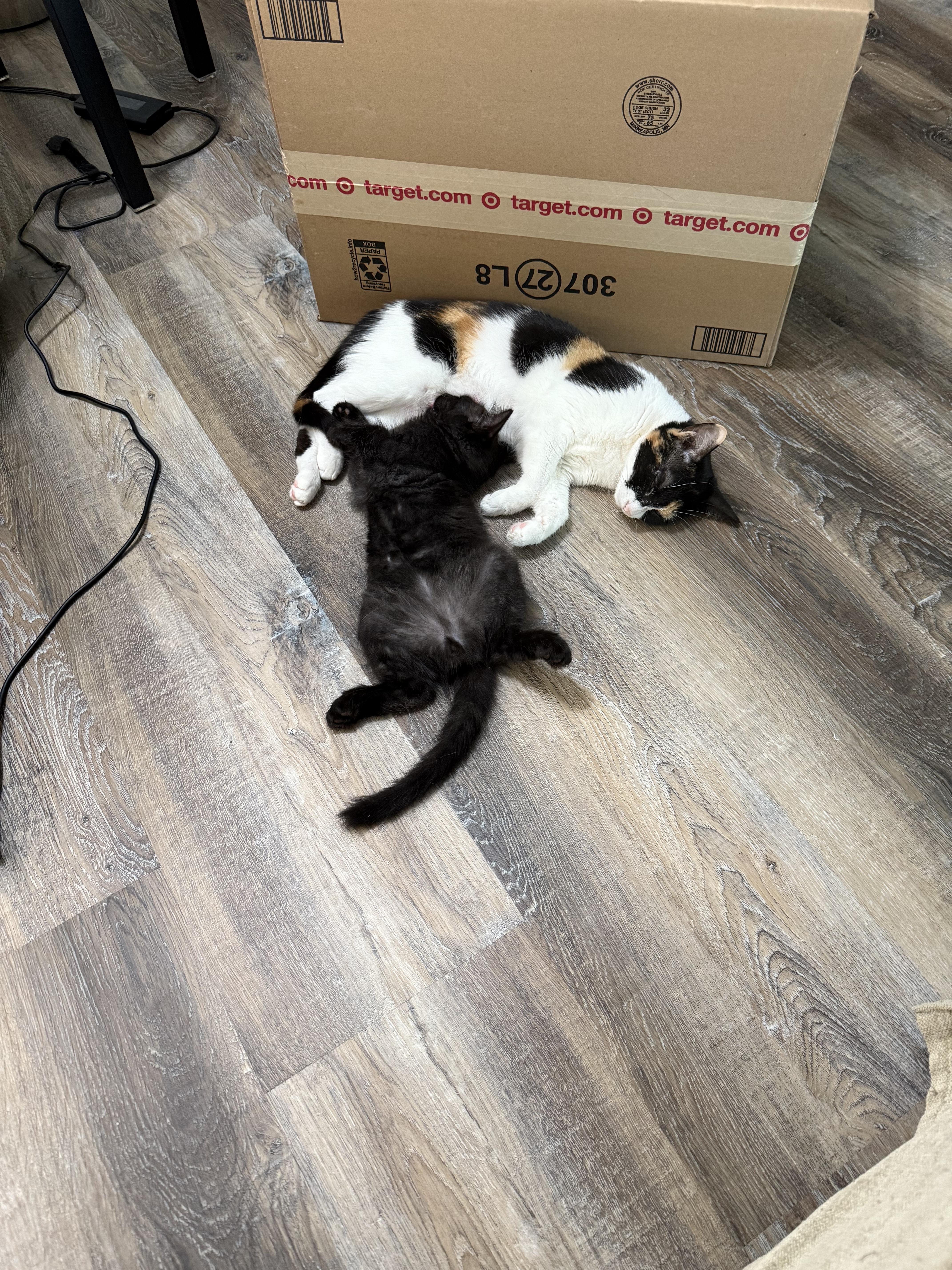 Rocky Road, Adoptable, Adult Female Calico.