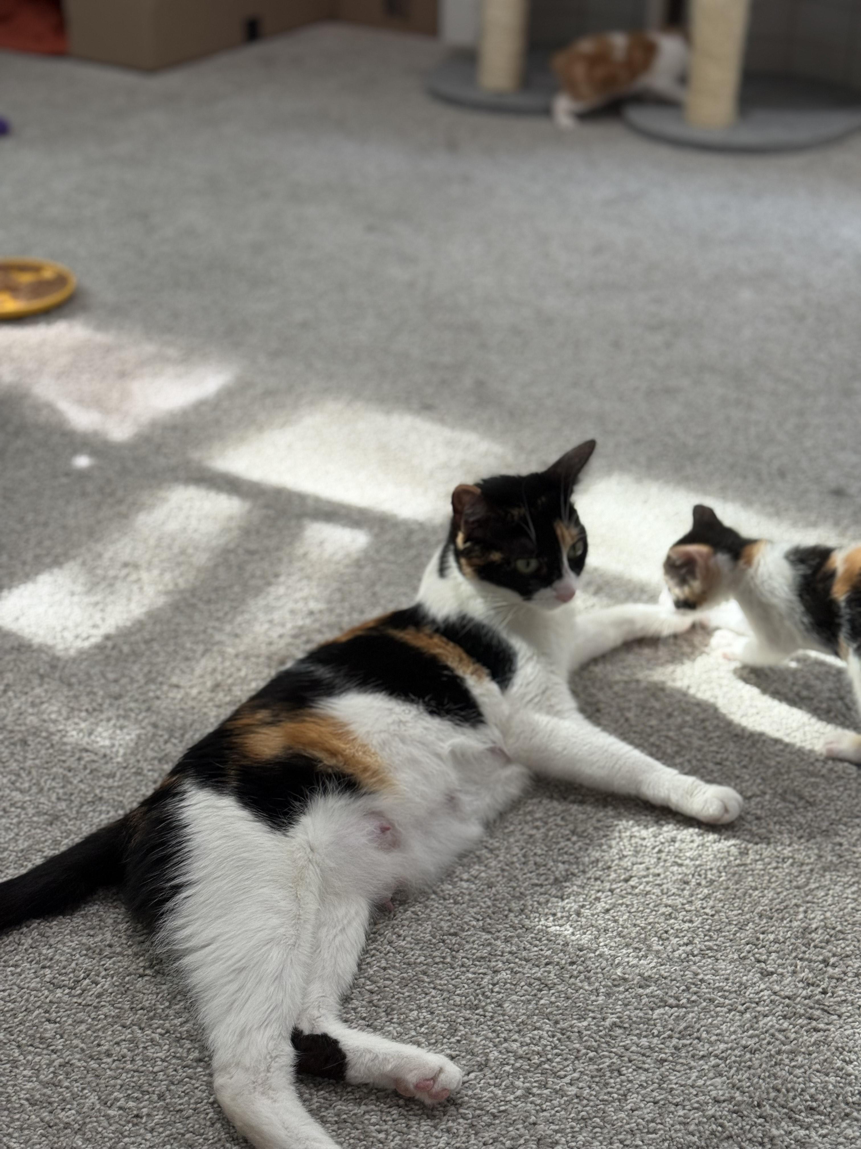 Enlarge Rocky Road, a Adoptable mixed breed in Roseville, MN image 4/5