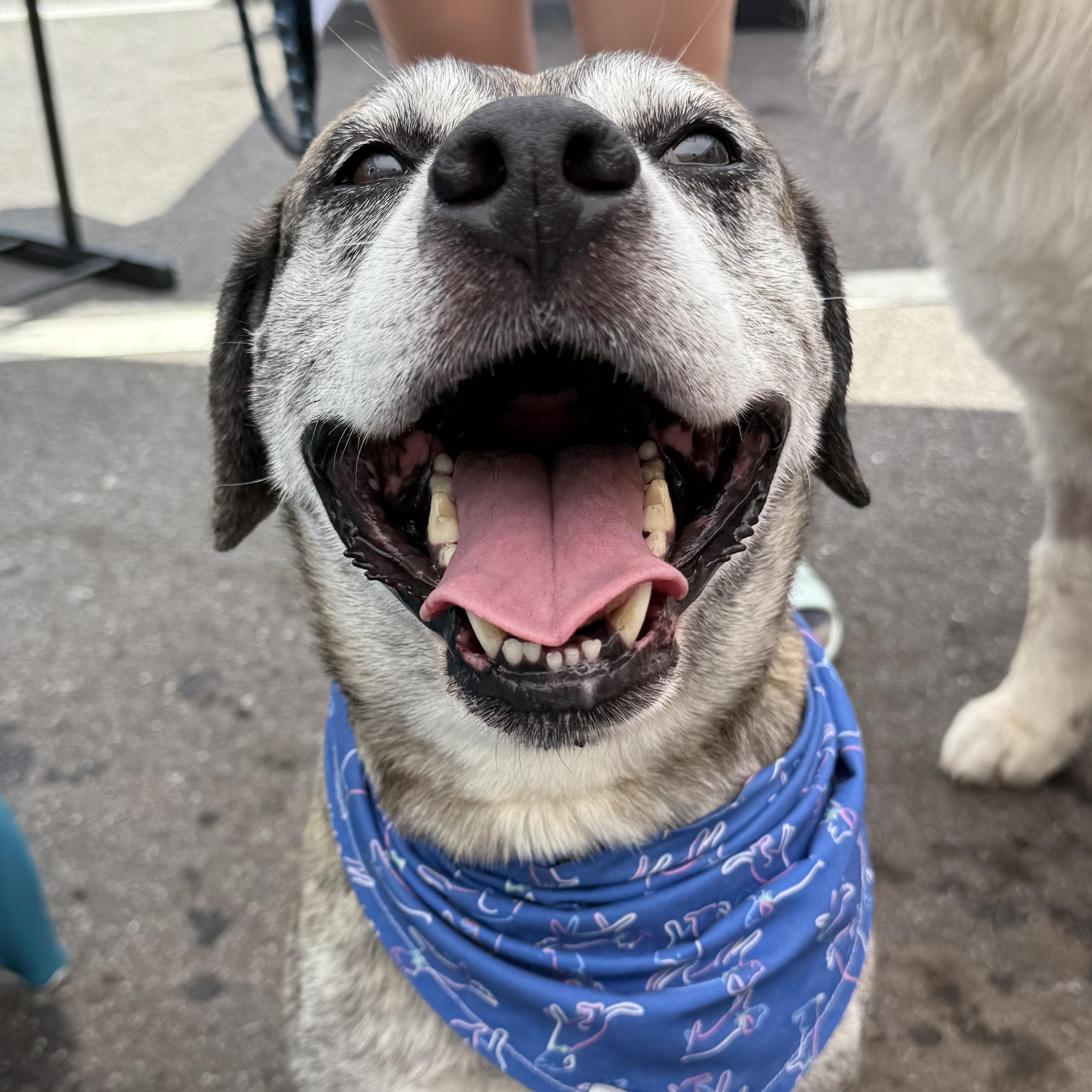 Enlarge Carl, a Adopted mixed breed in Greer, SC image 6/6