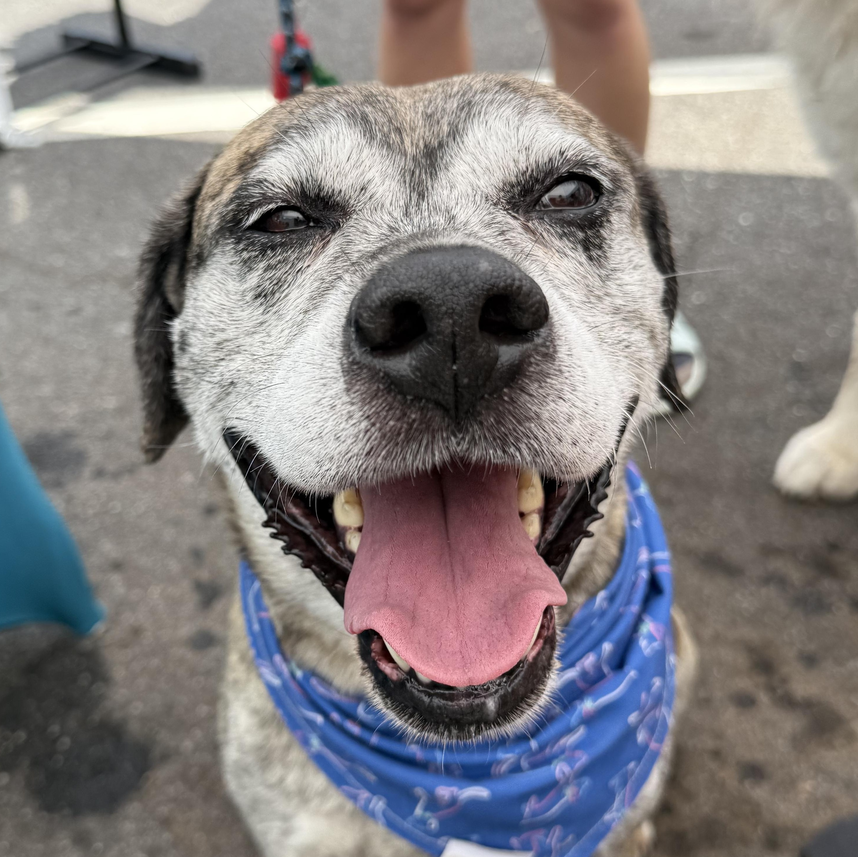 Enlarge Carl, a Adopted mixed breed in Greer, SC image 5/6