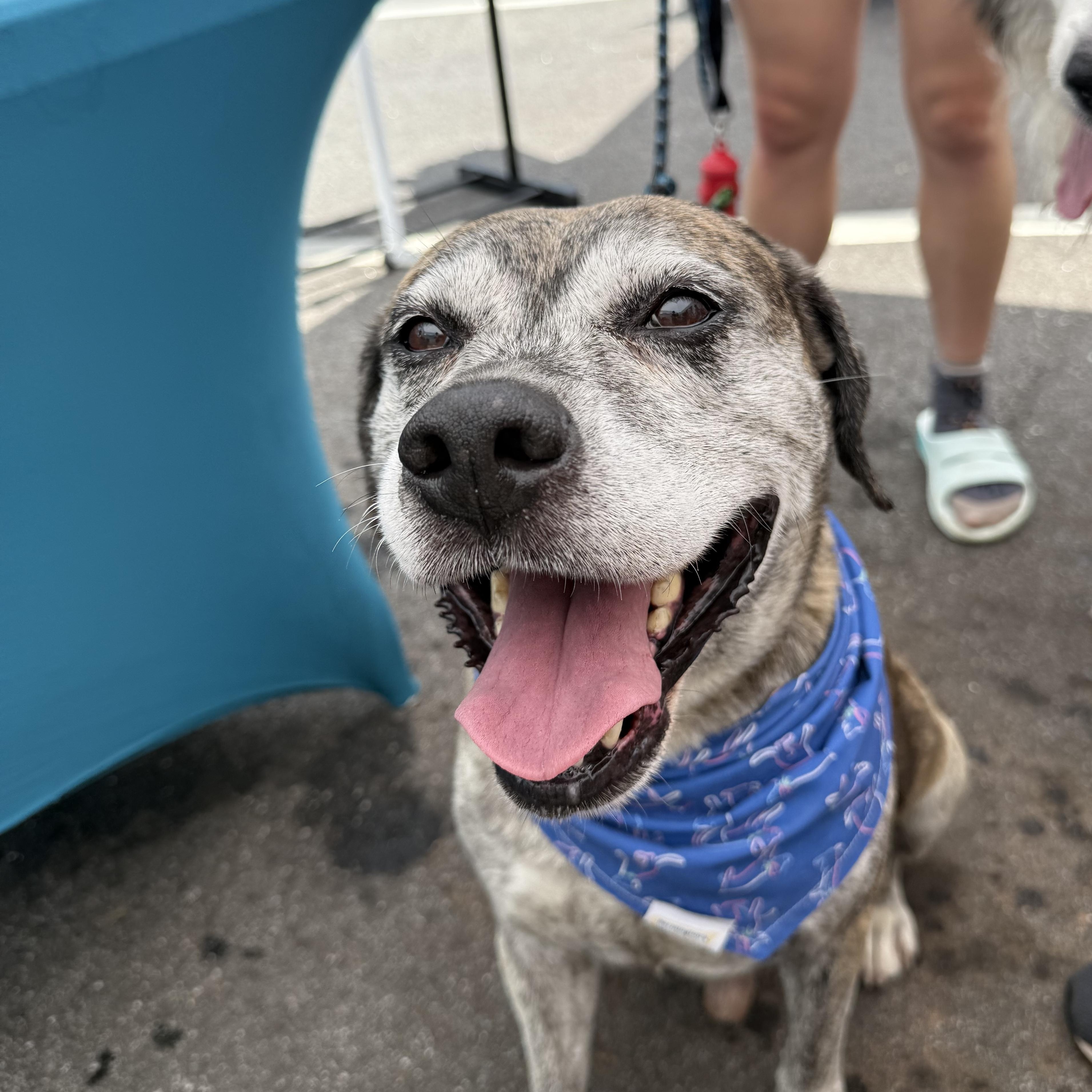 Enlarge Carl, a Adopted mixed breed in Greer, SC image 4/6