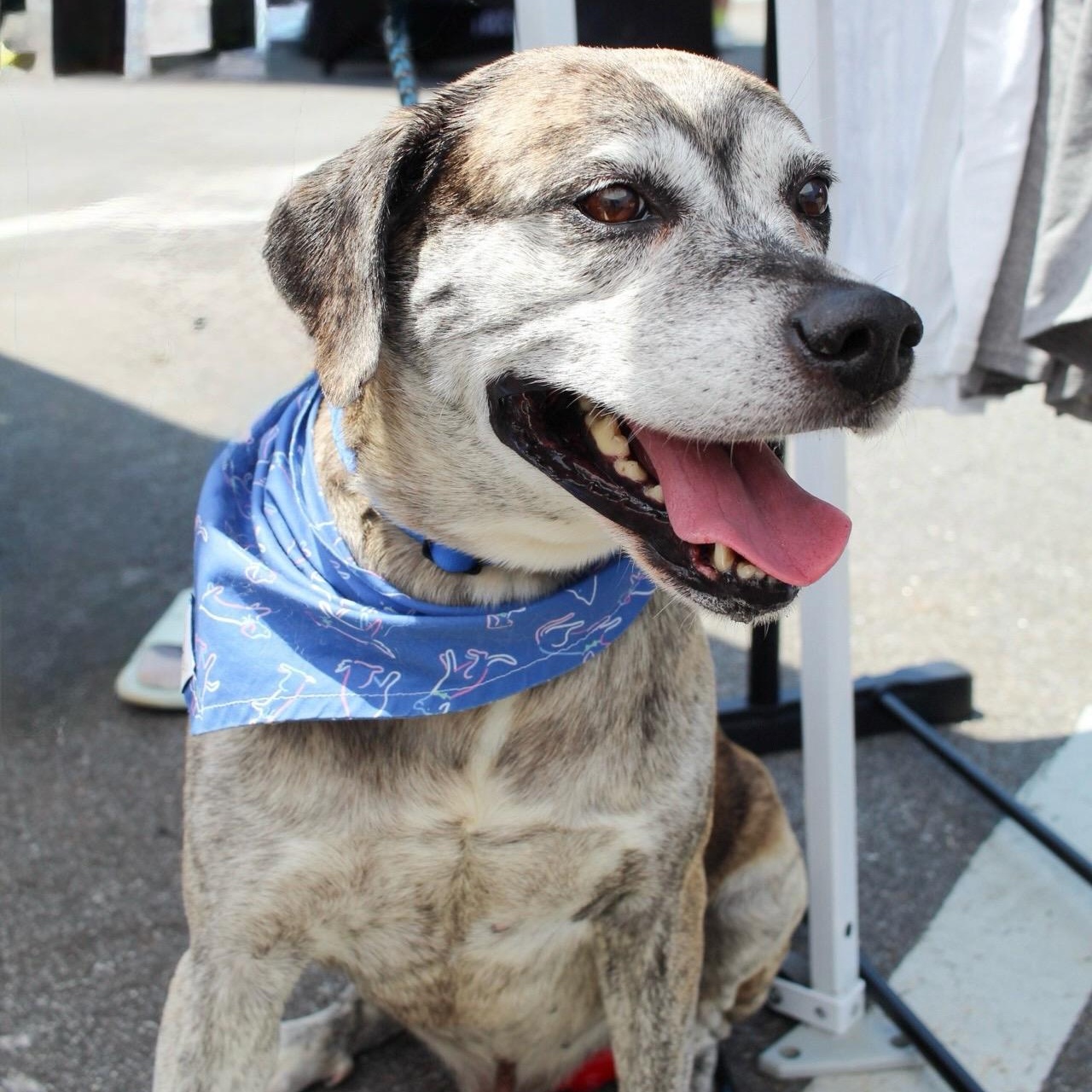 Carl, Adopted, Senior Male Mixed Breed.