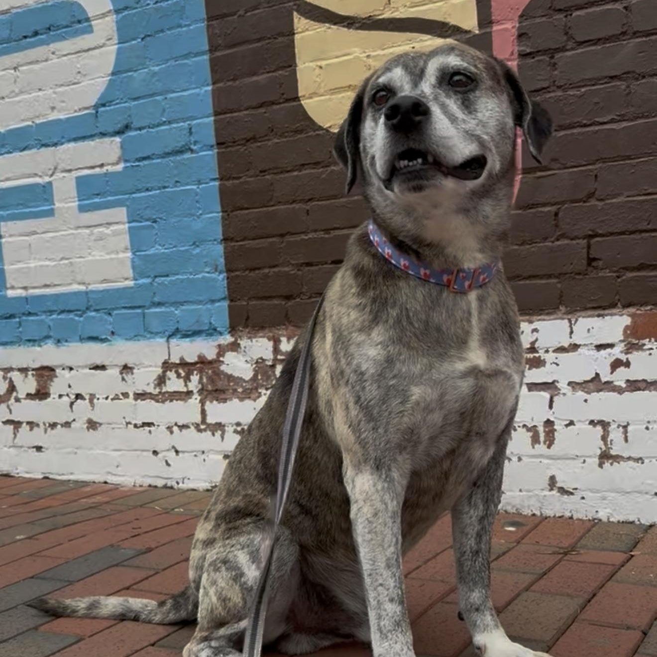 Enlarge Carl, a Adopted mixed breed in Greer, SC image 3/6