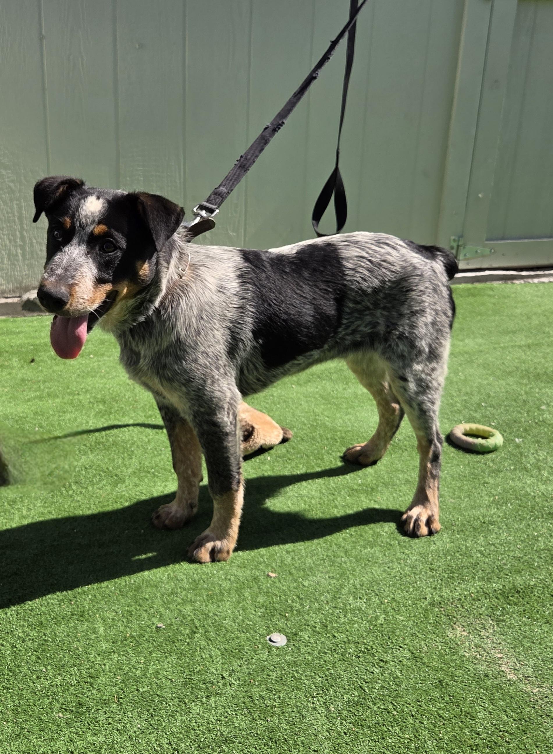 Enlarge Shadow, a Adopted Australian Cattle Dog / Blue Heeler in Scottsdale, AZ image 1/4