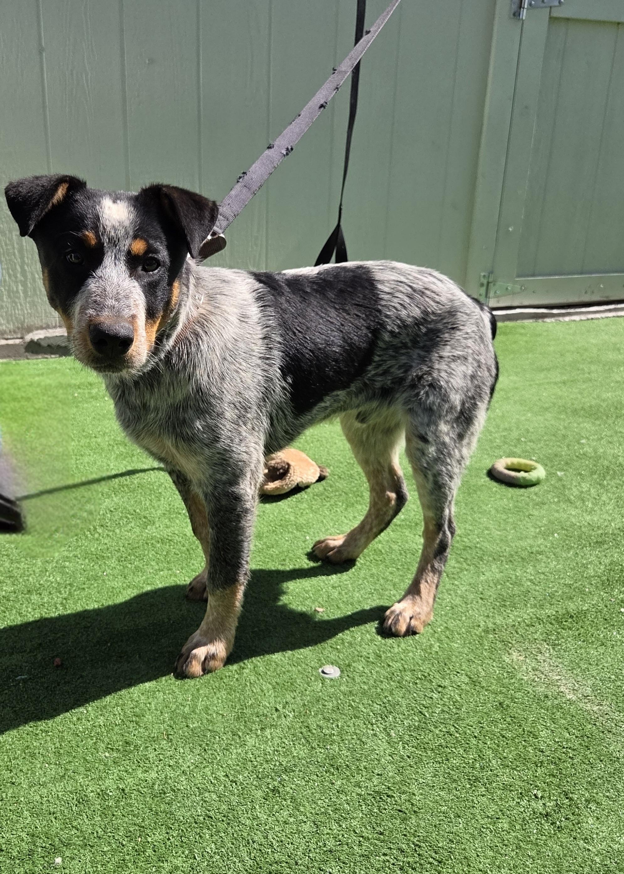 Enlarge Shadow, a Adopted Australian Cattle Dog / Blue Heeler in Scottsdale, AZ image 2/4