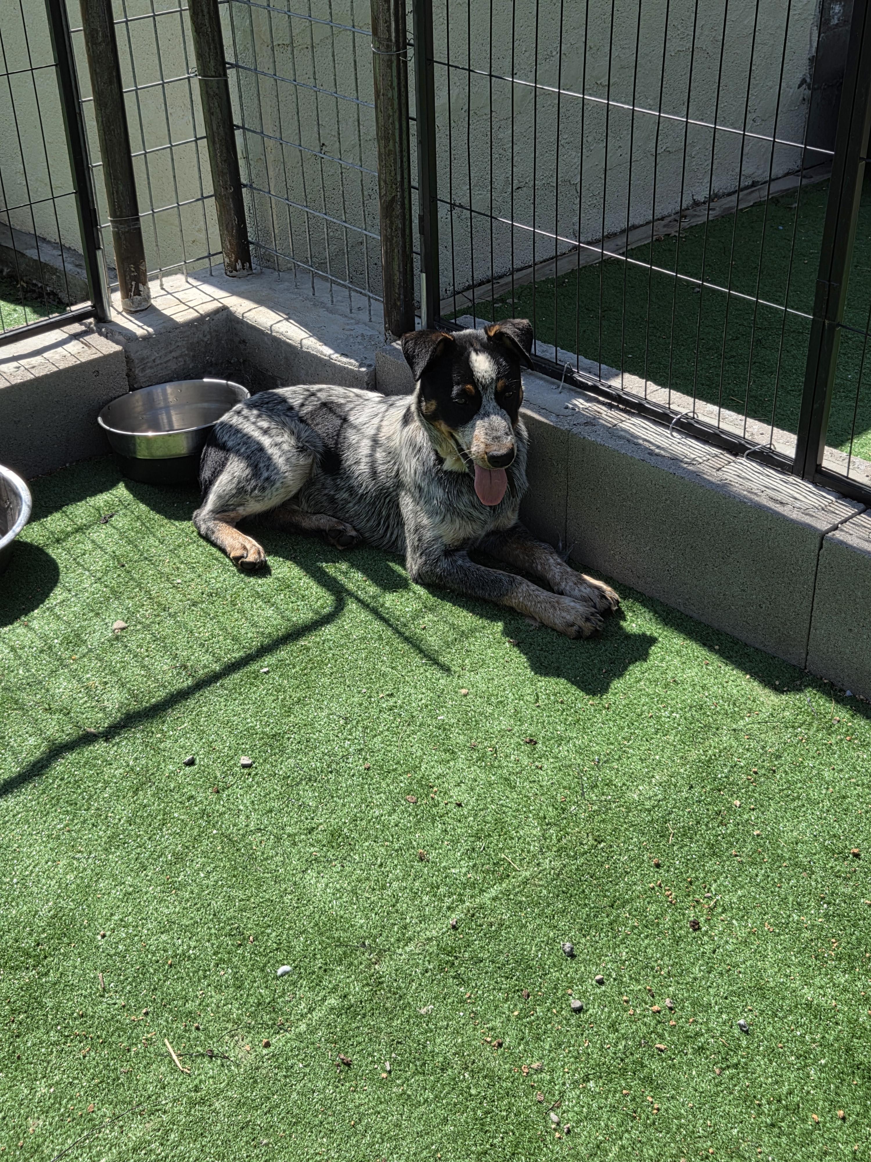 Enlarge Shadow, a Adopted Australian Cattle Dog / Blue Heeler in Scottsdale, AZ image 3/4