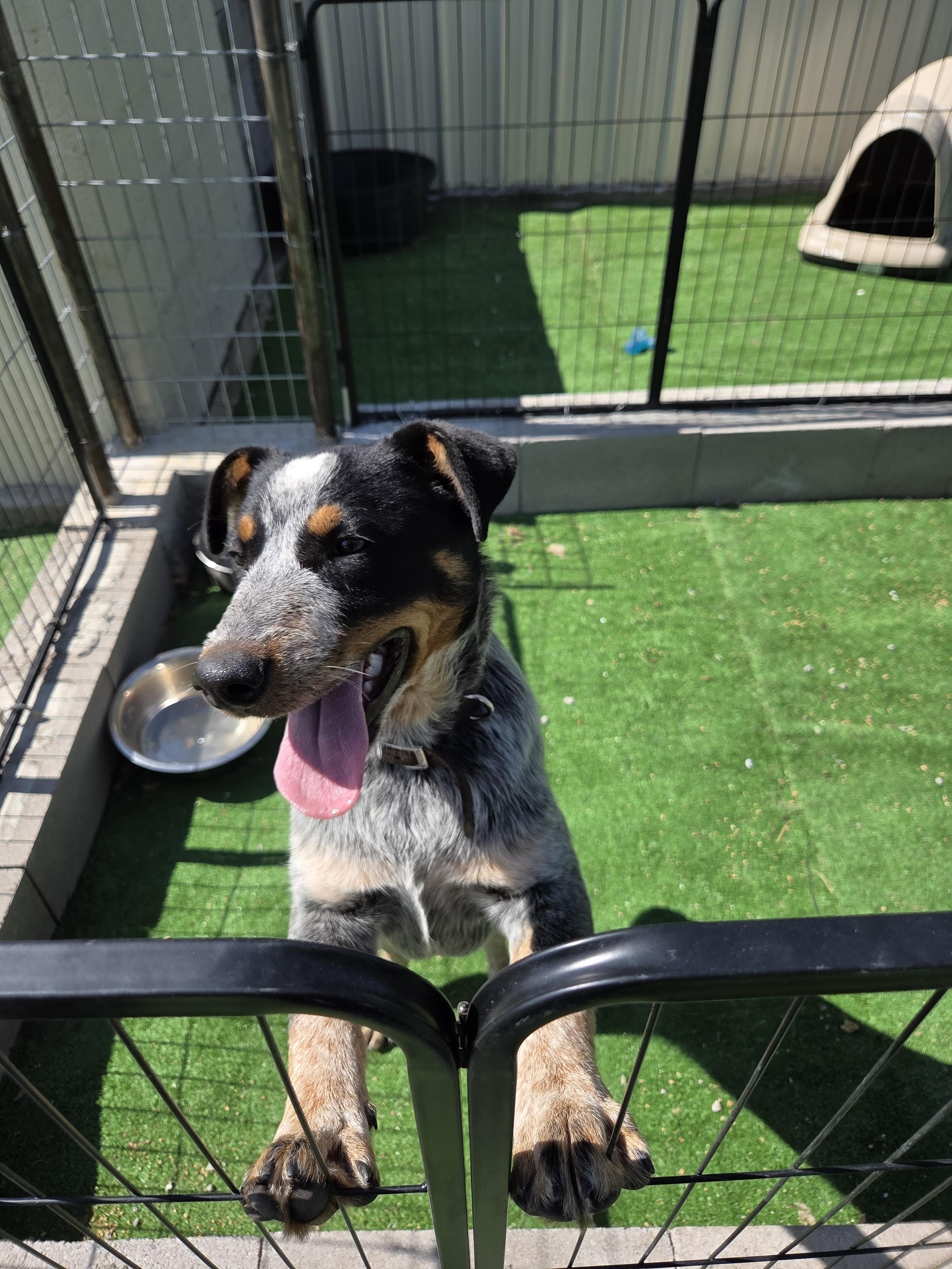 Enlarge Shadow, a Adopted Australian Cattle Dog / Blue Heeler in Scottsdale, AZ image 4/4