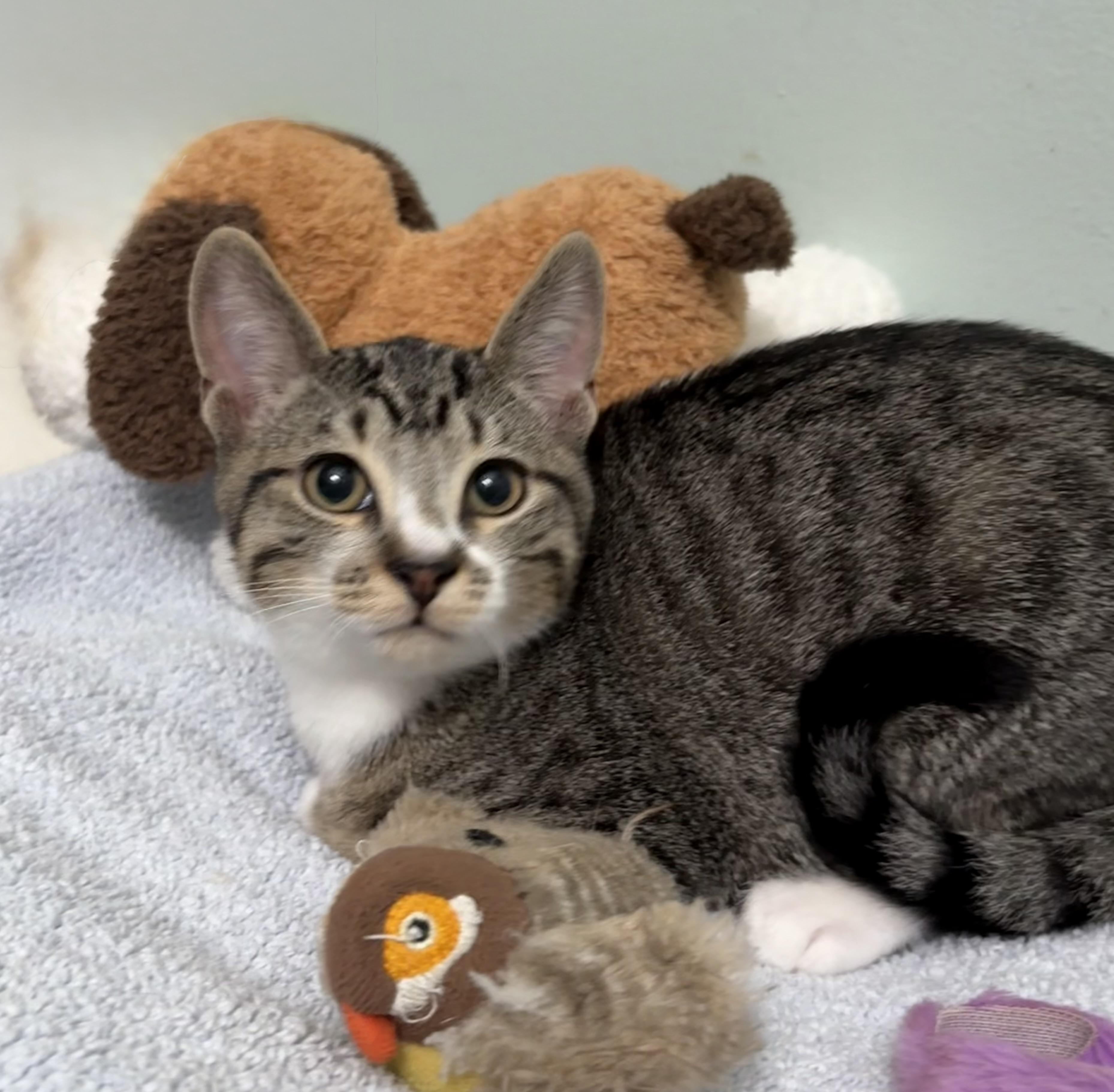 Jelly Roll, a Adoptable mixed breed in Brooksville, FL image 1/5