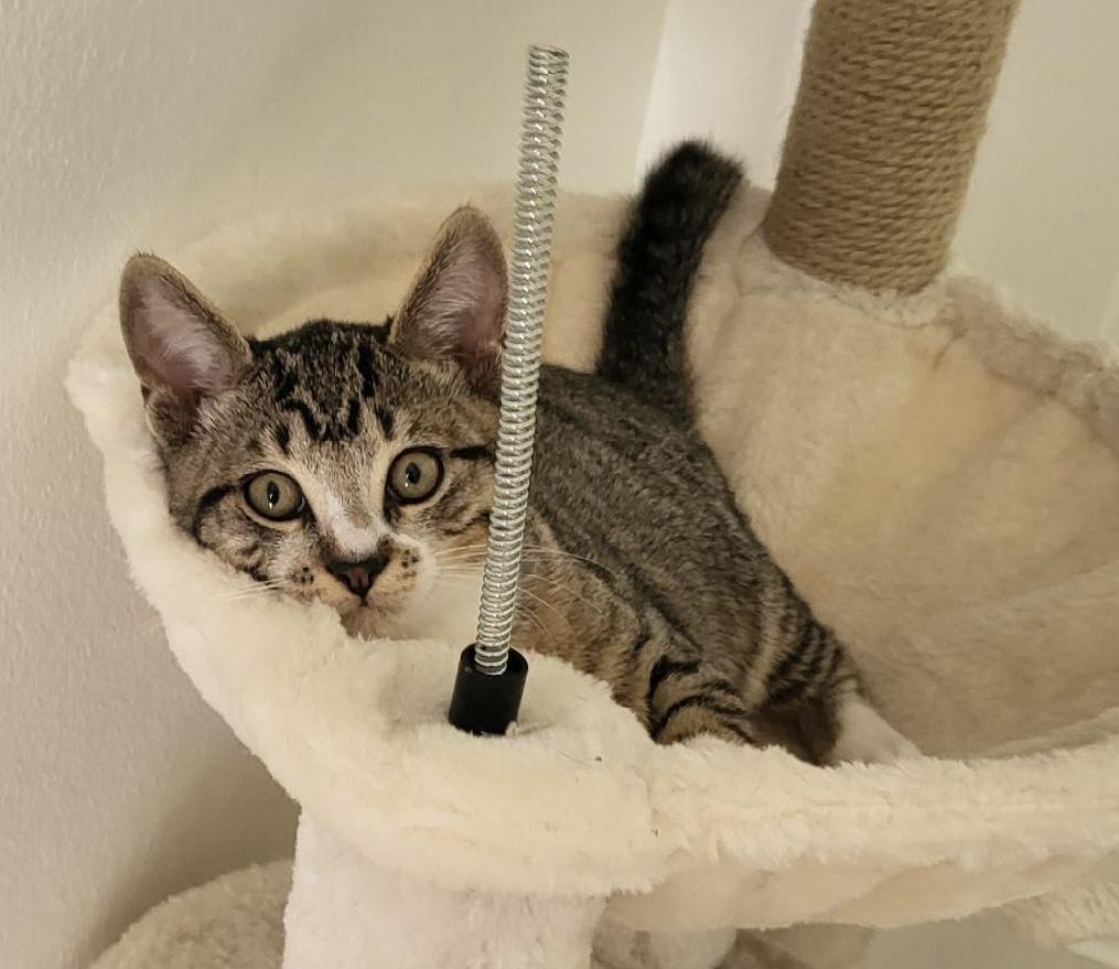 Jelly Roll, a Adoptable mixed breed in Brooksville, FL image 3/5