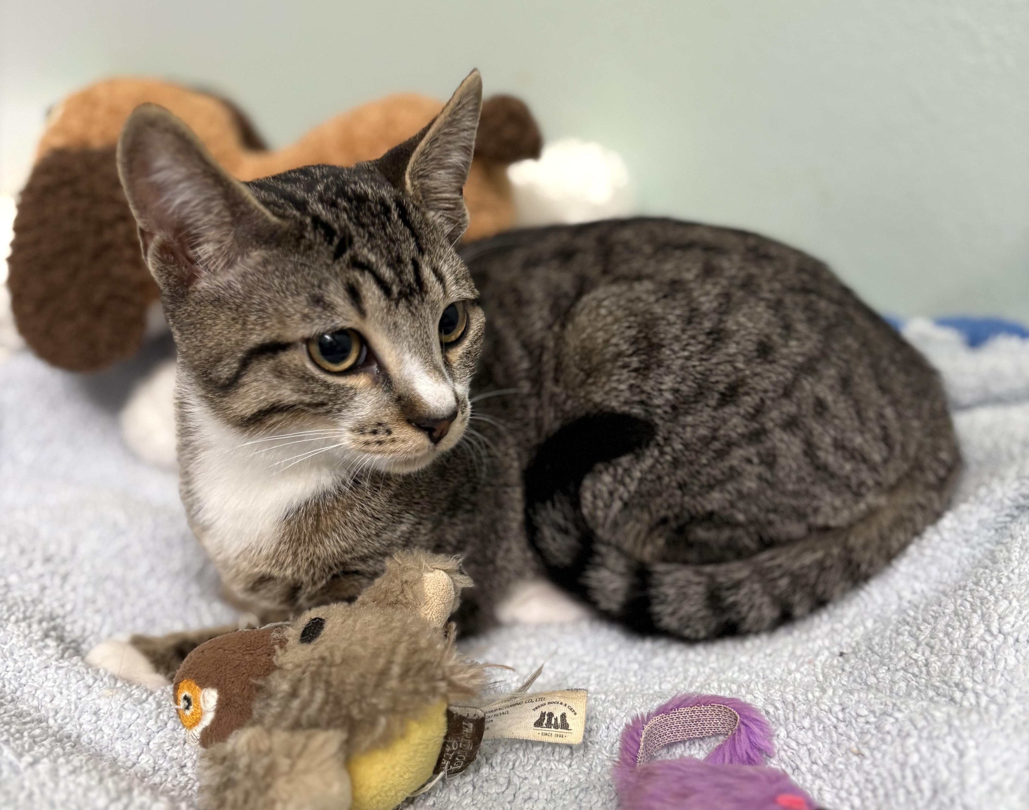 Jelly Roll, a Adoptable mixed breed in Brooksville, FL image 4/5