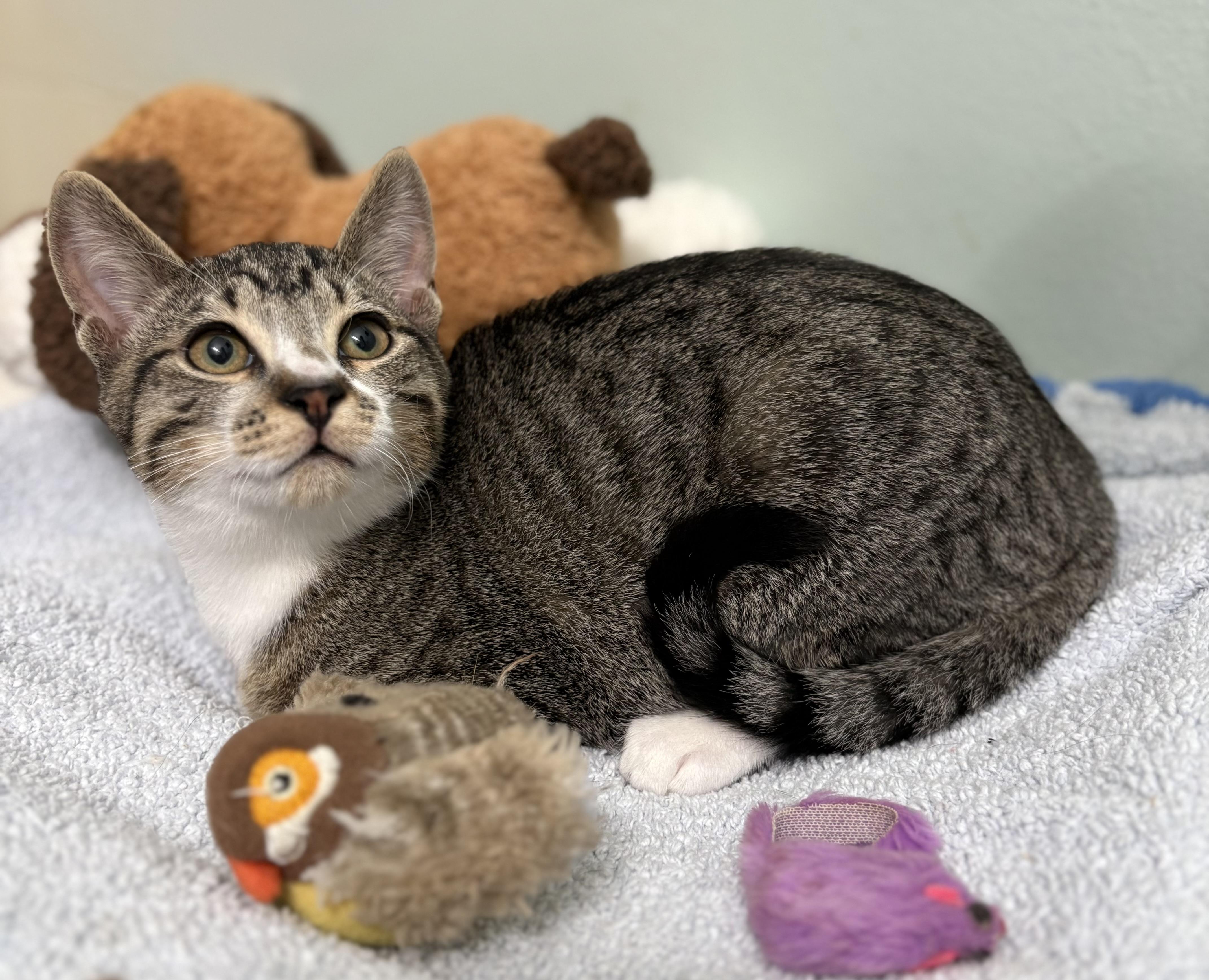 Jelly Roll, Adoptable, Kitten Male Domestic Short Hair & American Bobtail.