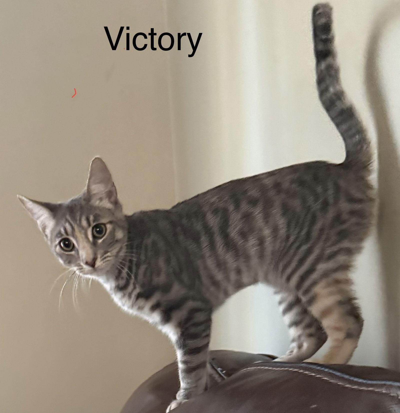 Enlarge Victory, a Adoptable Domestic Short Hair in Naugatuck, CT image 1/2