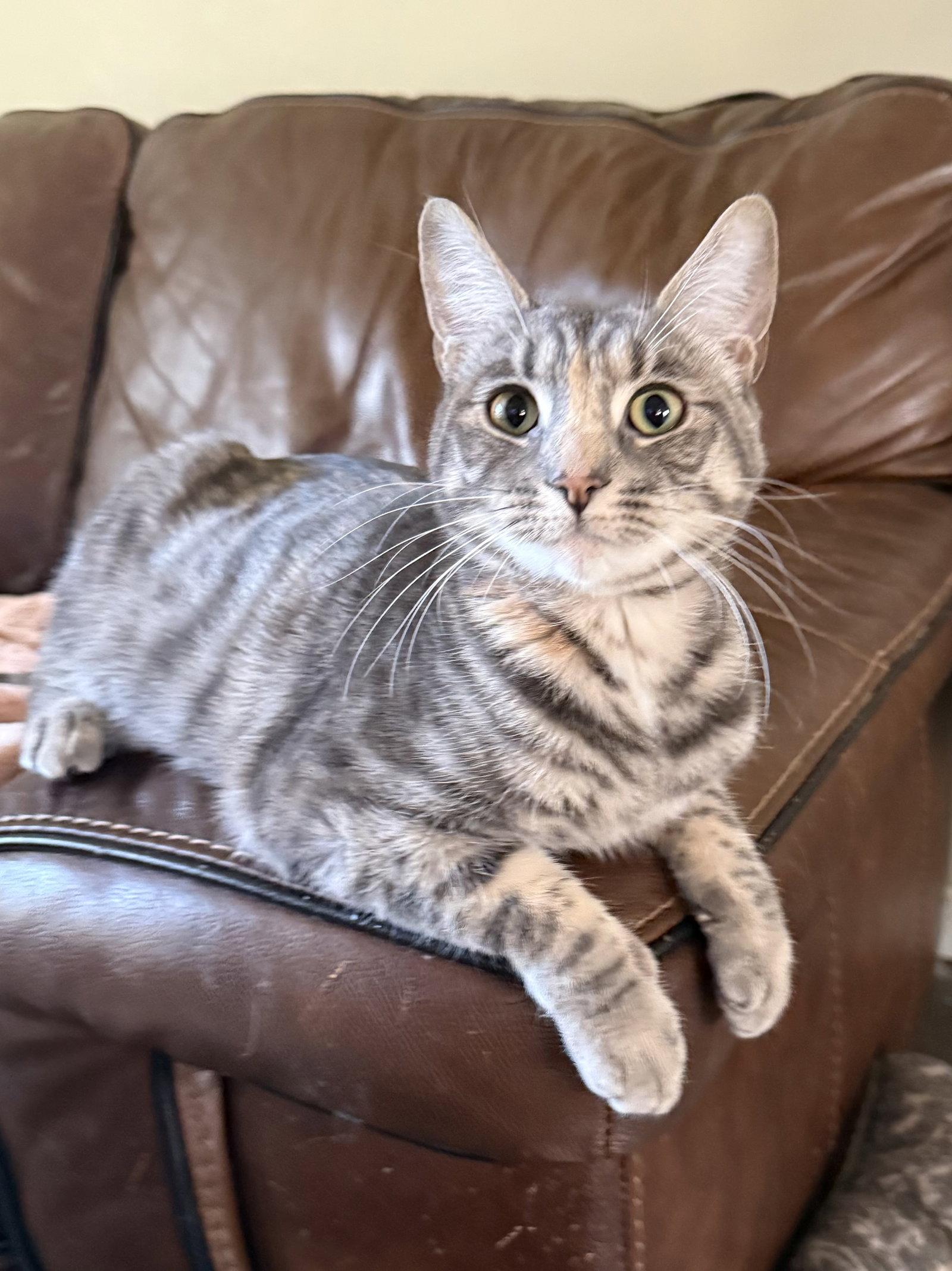 Victory - BONDED PAIR, a Adoptable Domestic Short Hair in Naugatuck, CT image 1/2
