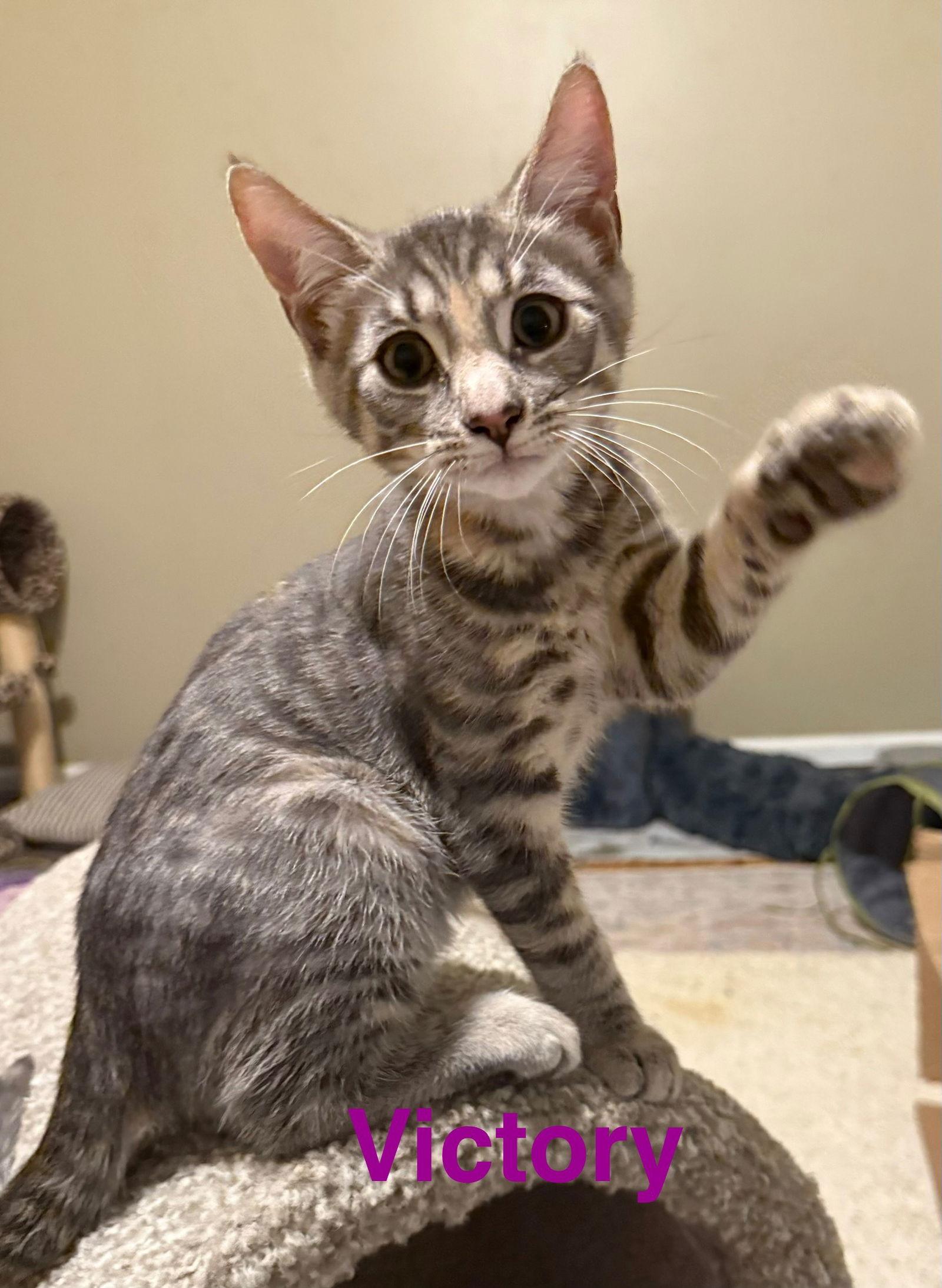 Enlarge Victory, a Adoptable Domestic Short Hair in Naugatuck, CT image 2/2