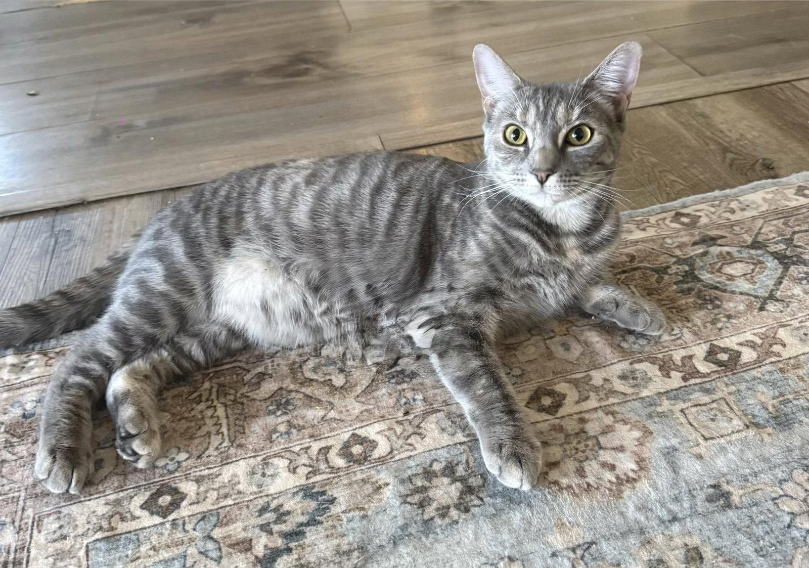 Victory - BONDED PAIR, a Adoptable Domestic Short Hair in Naugatuck, CT image 2/2