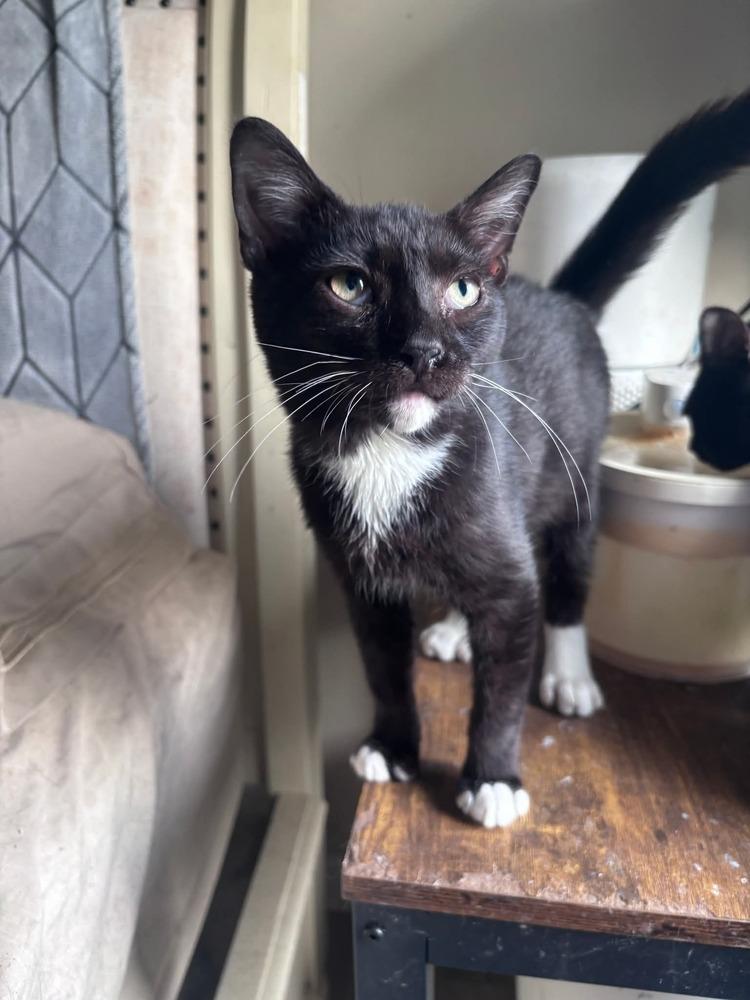 Diavel, Adoptable, Kitten Male Domestic Short Hair.