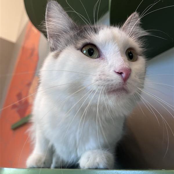 Meow Meow, Adoptable, Adult Female Domestic Medium Hair.
