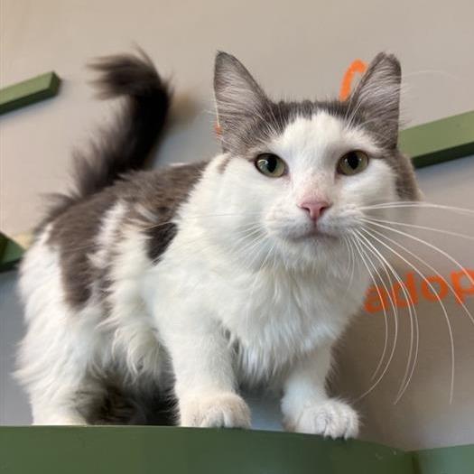 Enlarge Meow Meow, a Adoptable Domestic Medium Hair in Bentonville, AR image 2/6