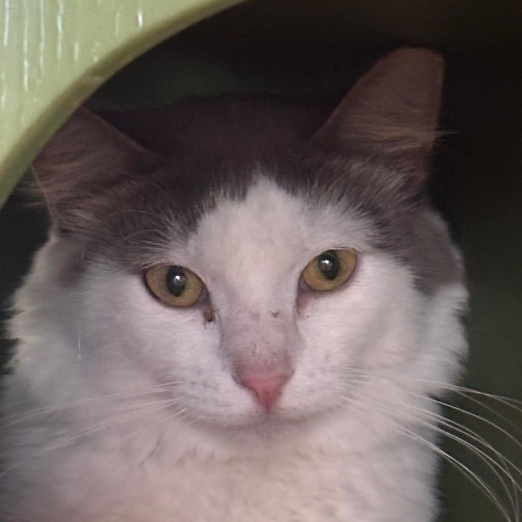 Enlarge Meow Meow, a Adoptable Domestic Medium Hair in Bentonville, AR image 3/6