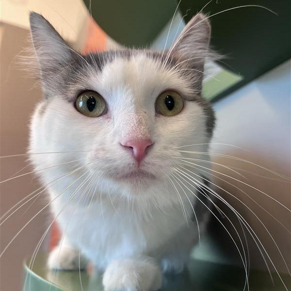 Enlarge Meow Meow, a Adoptable Domestic Medium Hair in Bentonville, AR image 4/6