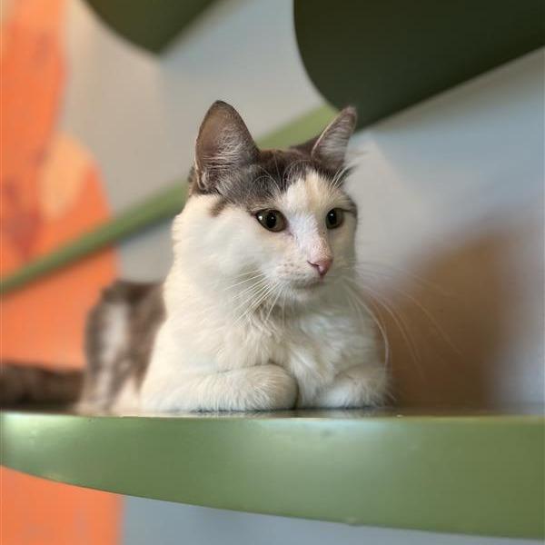 Enlarge Meow Meow, a Adoptable Domestic Medium Hair in Bentonville, AR image 5/6
